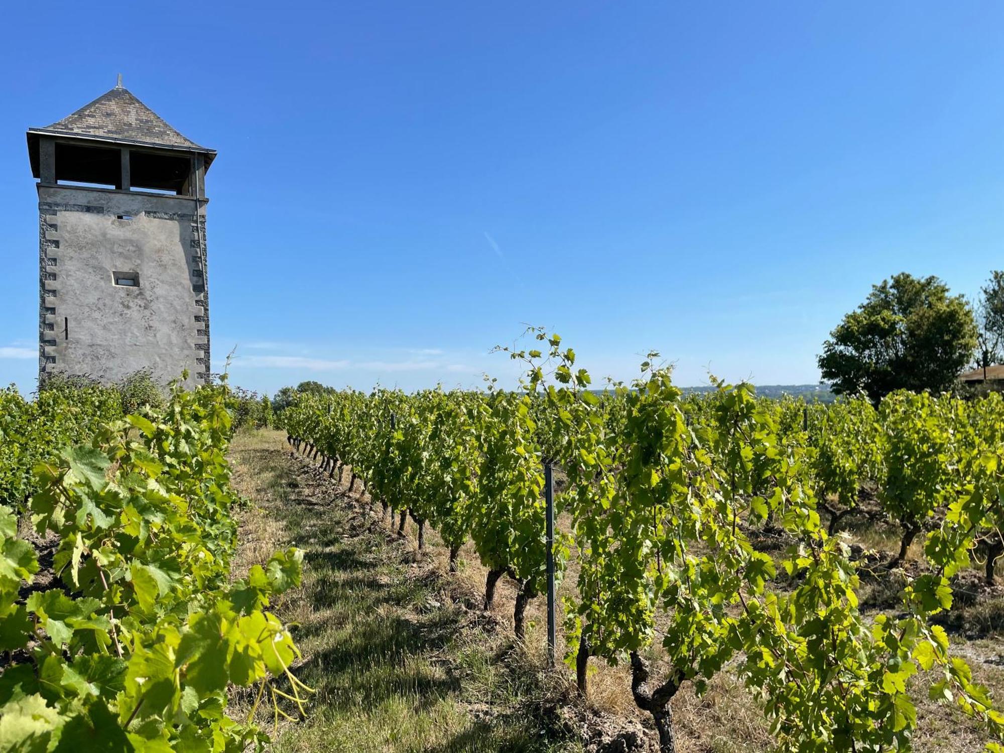 Maison Des Coteaux Blancs Chaudefonds-sur-Layon Екстериор снимка